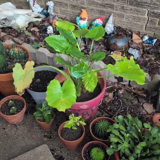 Photo of the plant species Elephant Ear by @MaximalBacopa19 named Rainier on Greg, the plant care app