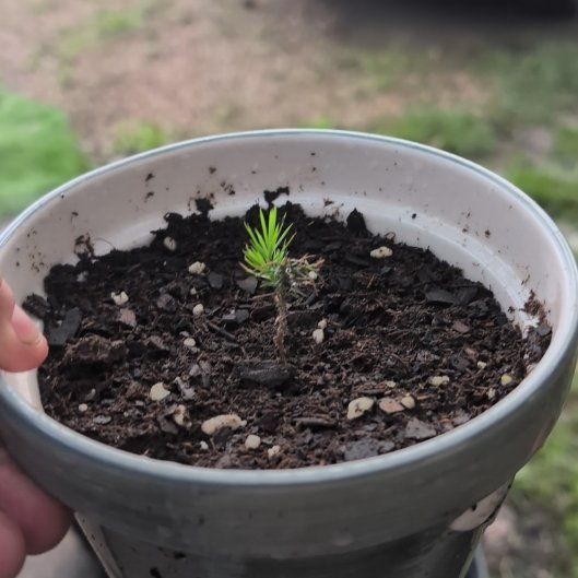 Photo of the plant species Pine Tree by @MaximalBacopa19 named Osmo on Greg, the plant care app
