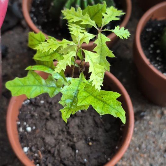 Photo of the plant species Quercus Rubra by @MaximalBacopa19 named Orlando Bloom on Greg, the plant care app