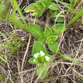 Photo of the plant species Common Chickweed by @GallantPixiecap named Oscar on Greg, the plant care app