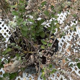 Photo of the plant species Pretty Jacob's-Ladder by @TryTupeia91 named Sol on Greg, the plant care app