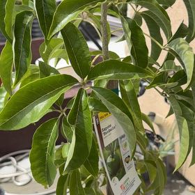 Photo of the plant species Casimiroa by @dearlordmyeyes named Foxxy on Greg, the plant care app