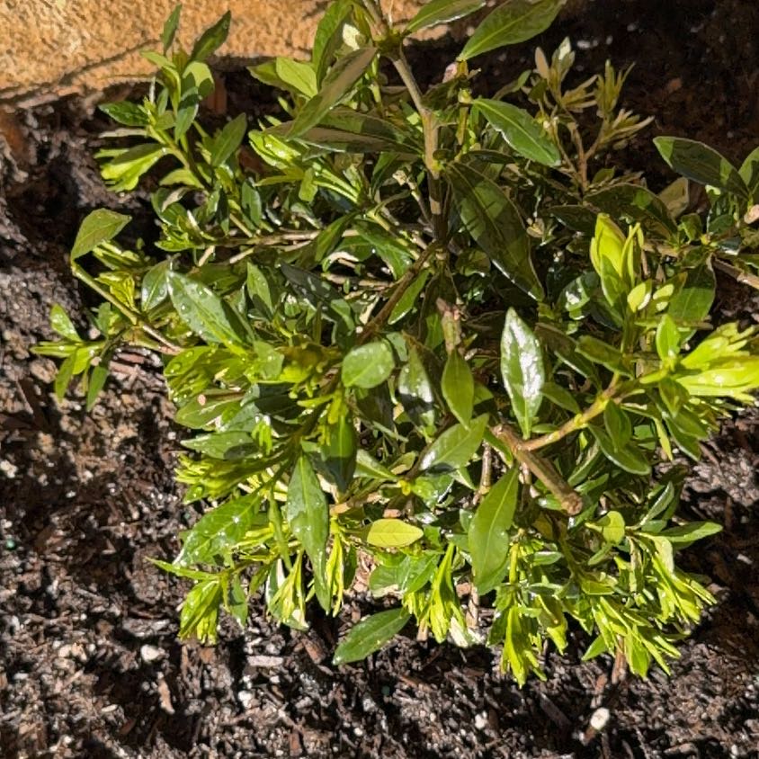 Photo of the plant species Common Gardenia by @dearlordmyeyes named Sherlock on Greg, the plant care app