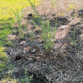 Photo of the plant species Tarragon by @ModelBigmuhly12 named Fernie Saunders on Greg, the plant care app