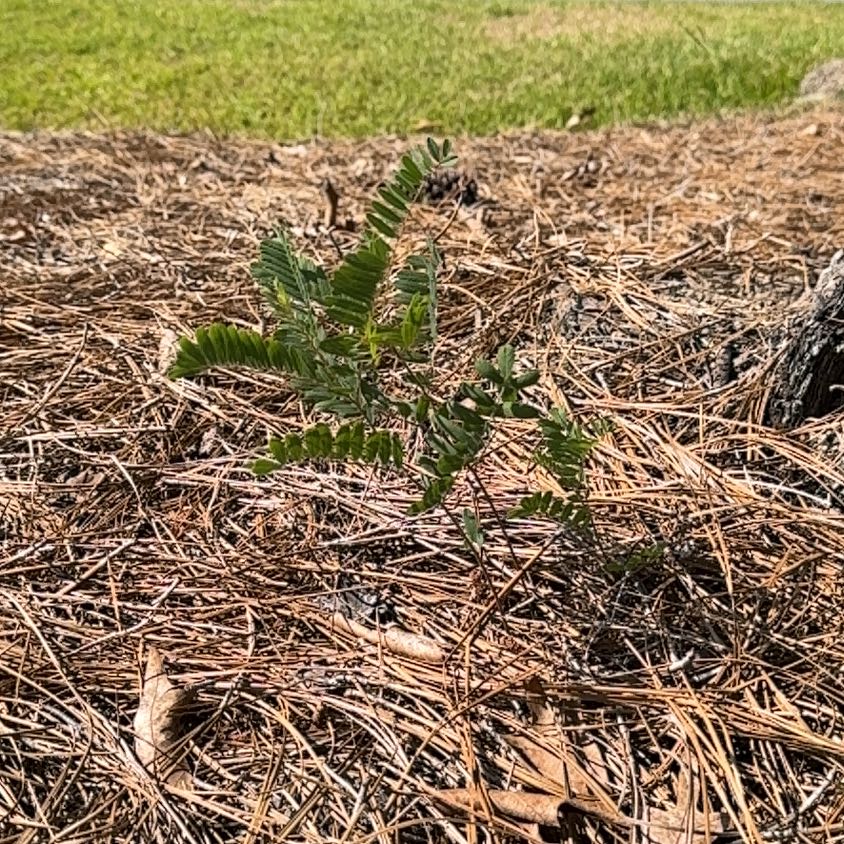 Photo of the plant species Chickpea Milkvetch by @ModelBigmuhly12 named Gates on Greg, the plant care app