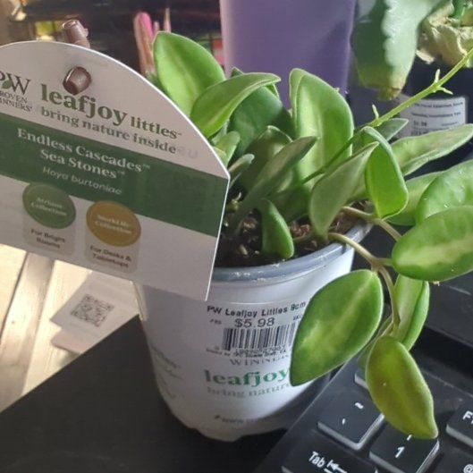 Photo of the plant species Hoya 'Burtoniae' by @GiddyPhalsa36 named Apollo on Greg, the plant care app