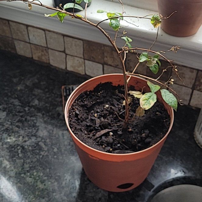 Photo of the plant species Miss Sandra Crape Myrtle by @AmandaSoda named crape myrtle on Greg, the plant care app