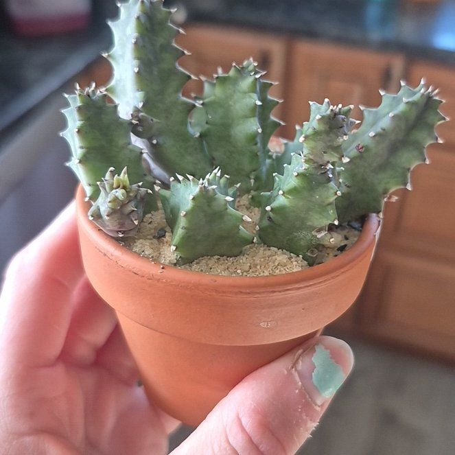 Photo of the plant species Huernia macrocarpa by @AmandaSoda named Bearclaw on Greg, the plant care app