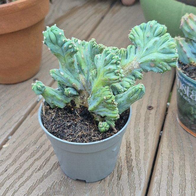 Photo of the plant species Crested Blue Flame by @AmandaSoda named Dinosaur on Greg, the plant care app