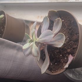 Photo of the plant species Echeveria 'Purple Perle von Nurnberg' by @KRJade named Donateche Comiga Vera on Greg, the plant care app