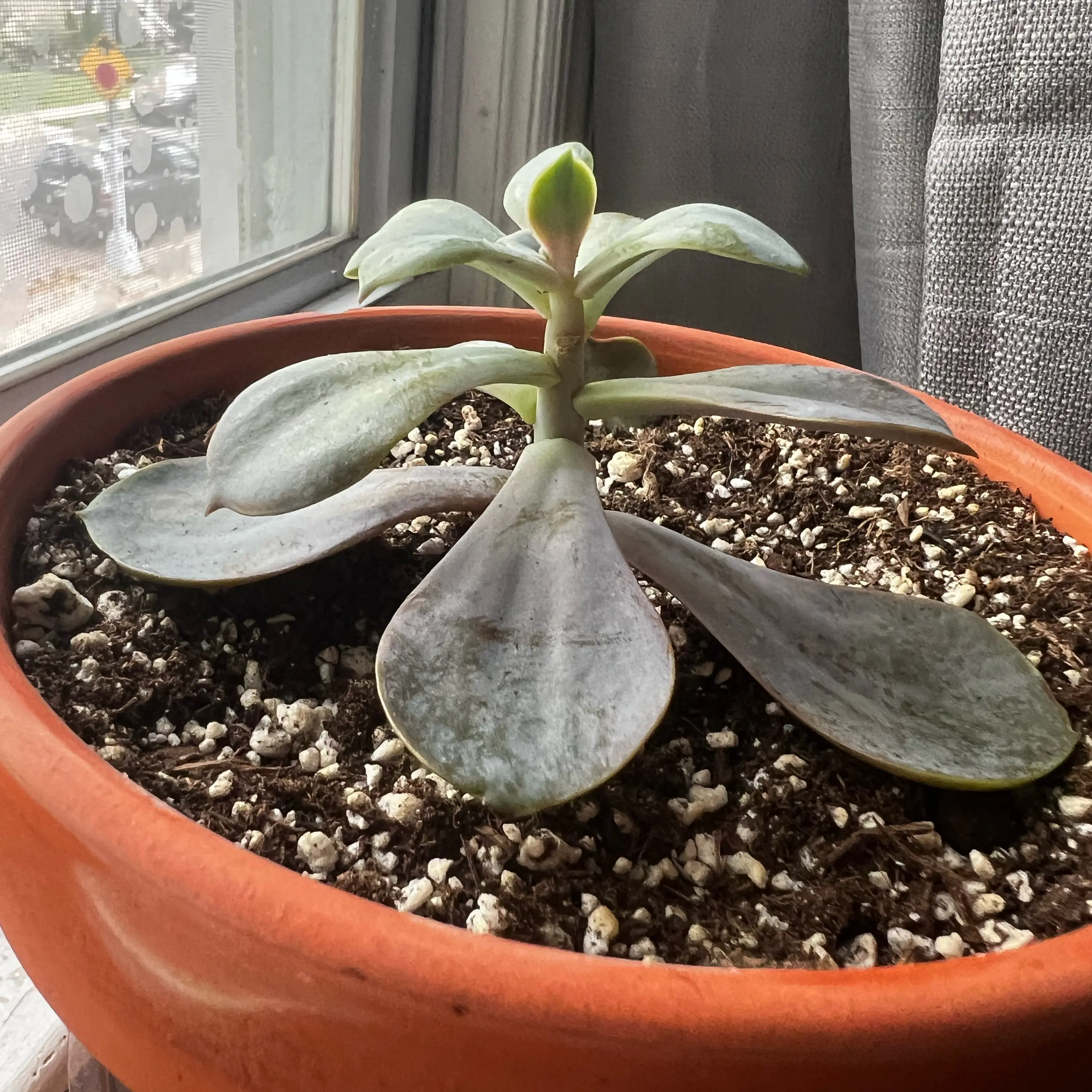 Photo of the plant species Echeveria 'Purple Perle von Nurnberg' by @KRJade named Donateche Perle Vera on Greg, the plant care app