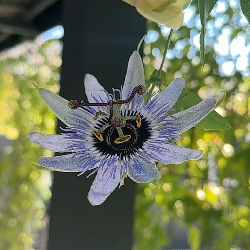 Photo of the plant species Passion Flower by @GemMarigold59 named Curie on Greg, the plant care app