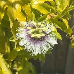 Photo of the plant species Passion Fruit by @GemMarigold59 named Remington on Greg, the plant care app