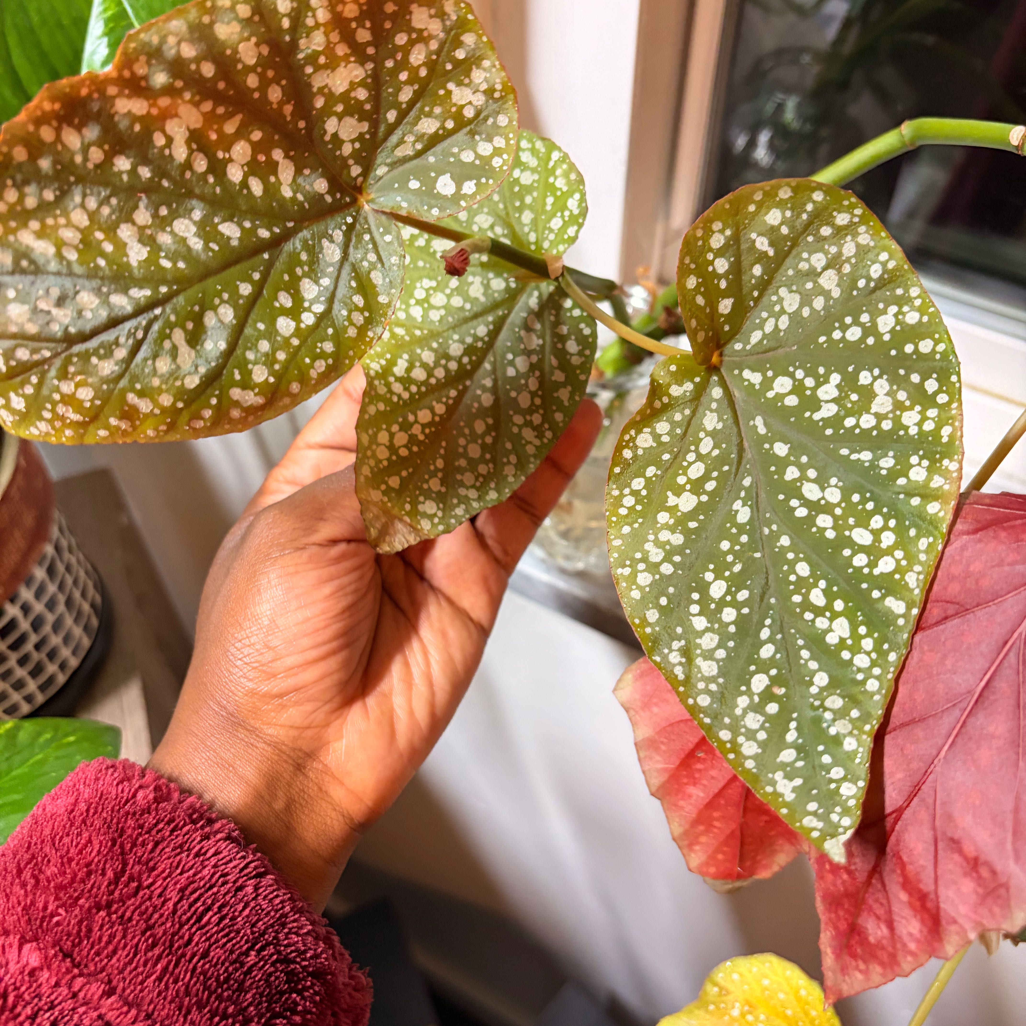 Photo of the plant species Red Cane Begonia by @FruitfulMelon87 named Eloise on Greg, the plant care app