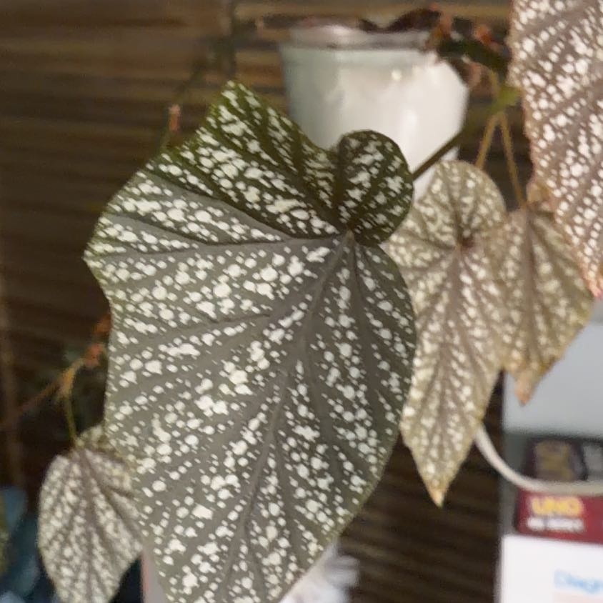 Photo of the plant species Red Cane Begonia by @FruitfulMelon87 named Drake on Greg, the plant care app