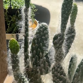 Photo of the plant species Cane Cactus by @WelsomeMexico83 named Surya on Greg, the plant care app