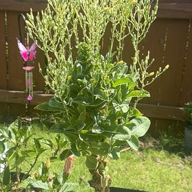 Photo of the plant species Garden Lettuce by @SparklyKonjac29 named Captain Plant-it on Greg, the plant care app