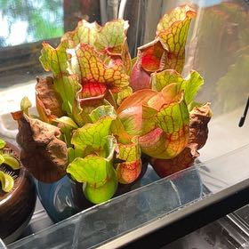Photo of the plant species Purple Pitcher Plant by @NewOvalsedge66 named Peter Parker on Greg, the plant care app