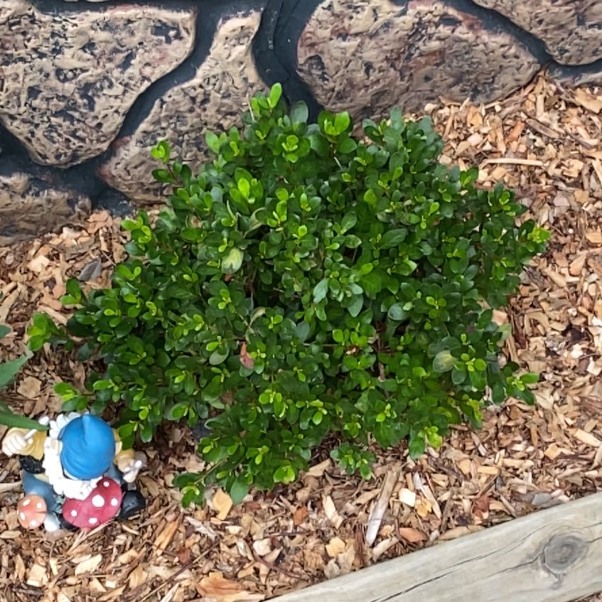 Photo of the plant species Pink Azalea by @ComradeJubaea75 named Deborah on Greg, the plant care app
