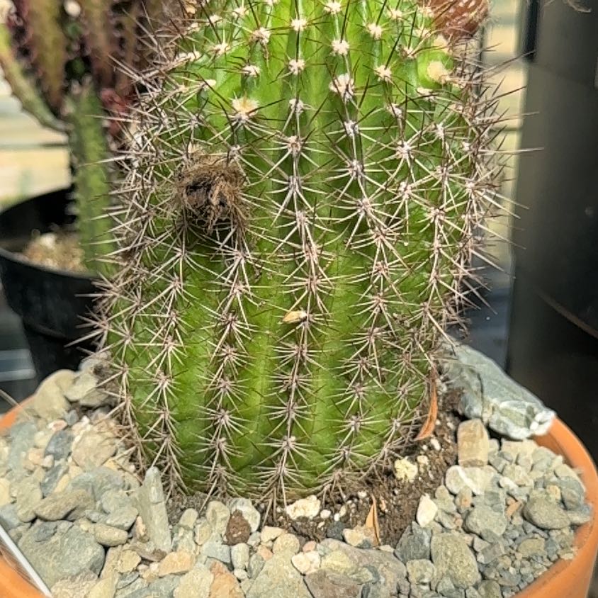 Photo of the plant species Opuntia 'Baby Rita' by @LadyMiro32 named Sir Plancelot on Greg, the plant care app