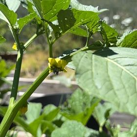 Photo of the plant species Philadelphia Groundcherry by @LadyMiro32 named Leaf Erickson on Greg, the plant care app