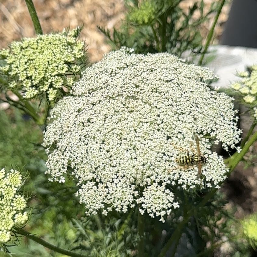 Photo of the plant species Wild Carrot by @LadyMiro32 named Stella on Greg, the plant care app