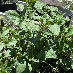 Photo of the plant species Philadelphia Groundcherry by @LadyMiro32 named Nemo on Greg, the plant care app
