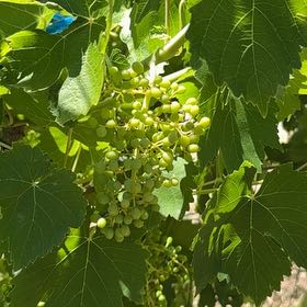 Photo of the plant species Wine Grape by @LadyMiro32 named Winston on Greg, the plant care app