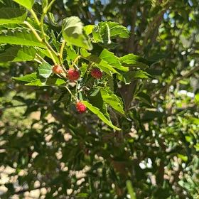 Photo of the plant species Black Mulberry by @LadyMiro32 named Elina on Greg, the plant care app