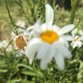 Photo of the plant species Max Chrysanthemum by @LadyMiro32 named Orlando Bloom on Greg, the plant care app