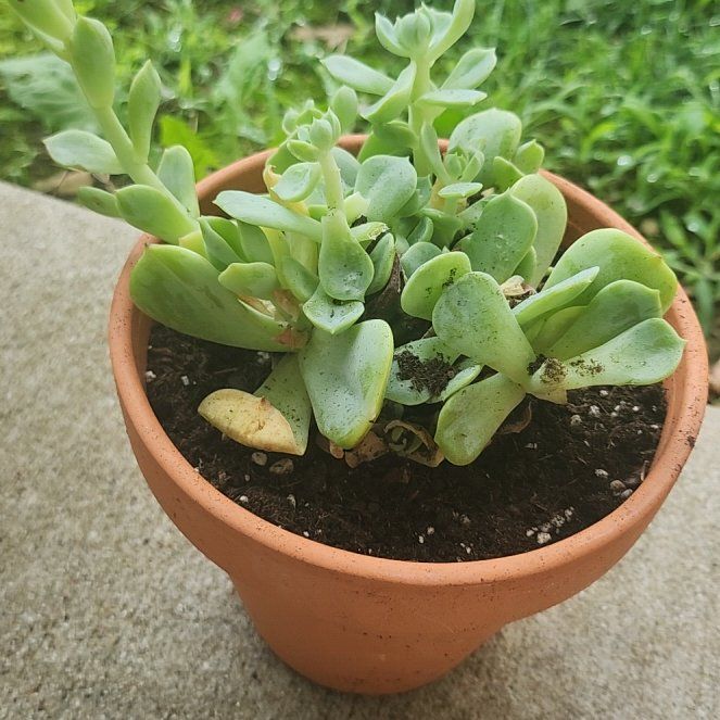 Photo of the plant species Echeveria x imbricata by @LordRosea62 named Kesha on Greg, the plant care app