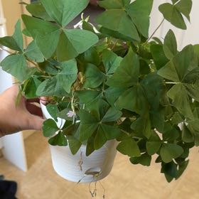 Photo of the plant species Green Shamrock by @Princess.Pothos named Gates on Greg, the plant care app