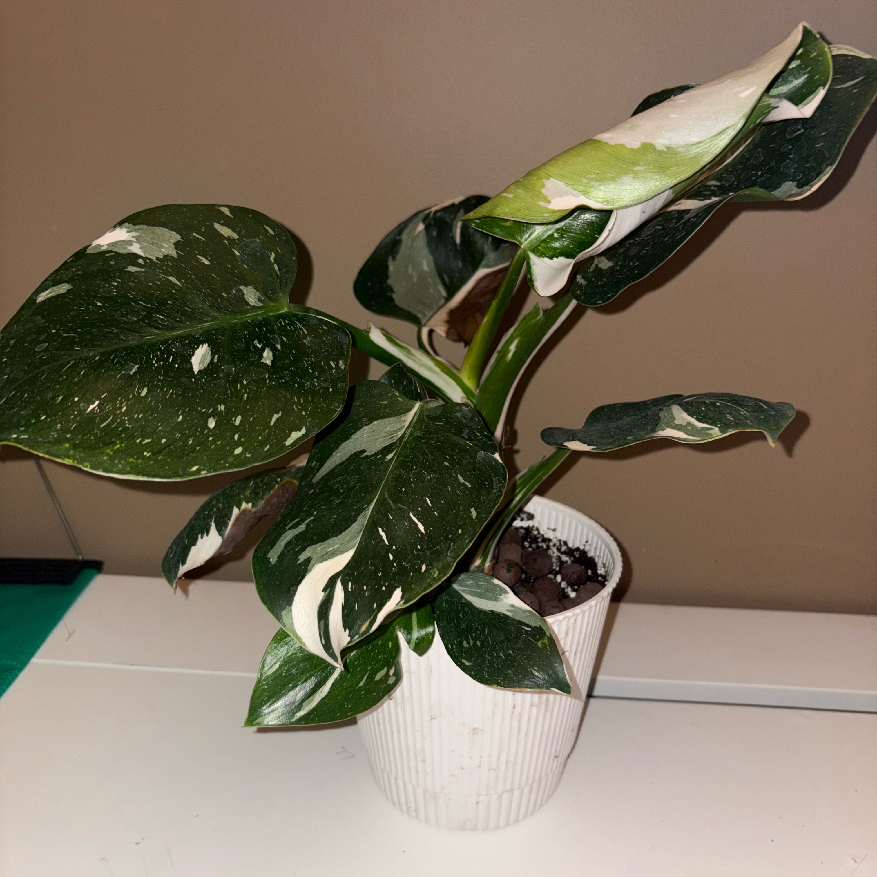 Photo of the plant species Philodendron White Wizard by @rayslay25 named Tree Diddy on Greg, the plant care app