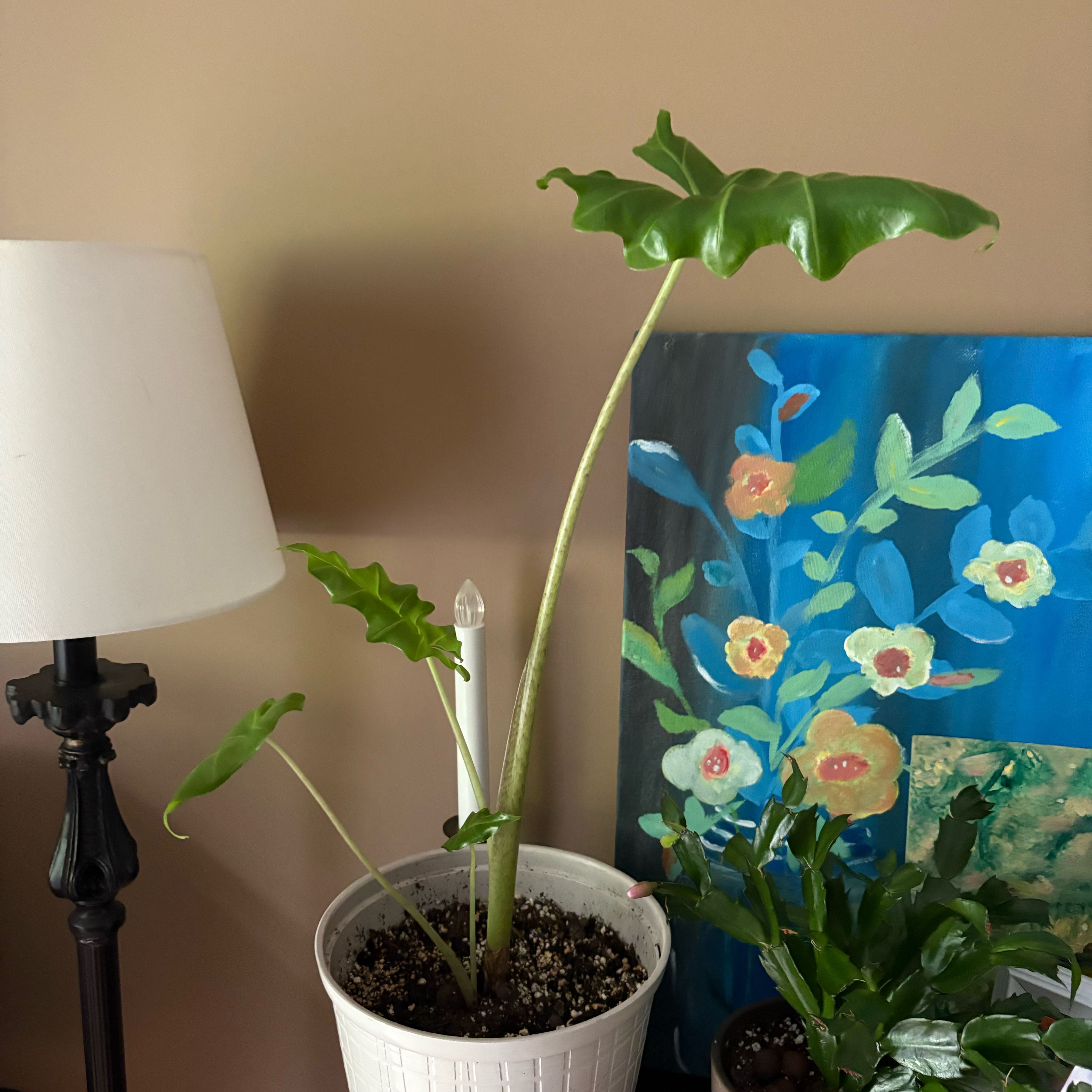 Photo of the plant species Alocasia 'Portora' by @rayslay25 named Girlfrond on Greg, the plant care app