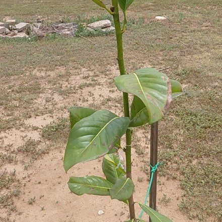 Photo of the plant species Southern Magnolia by @RootedZebrina named Kesha on Greg, the plant care app