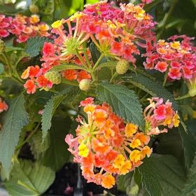 Photo of the plant species Yellow Sage by @PeppyBuroak54 named Surya on Greg, the plant care app