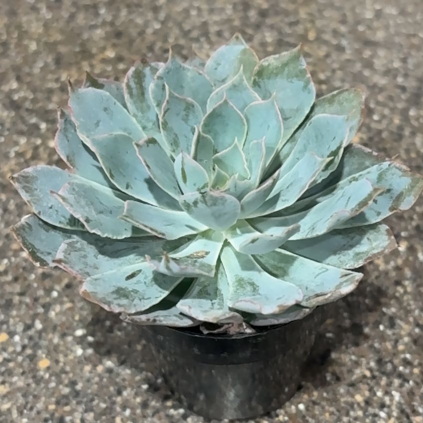 Photo of the plant species Echeveria 'Blue Heron' by @TrustyHemlock13 named GT on Greg, the plant care app