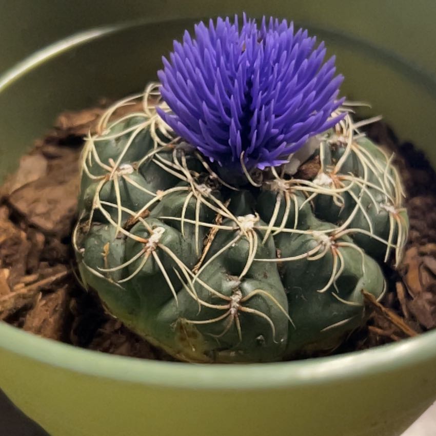 Photo of the plant species Cardoon by @GemQuince14 named Stella on Greg, the plant care app