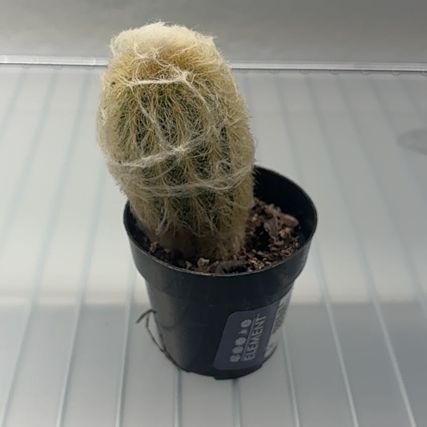Photo of the plant species Peruvian Old Man Cactus by @WarmSedumogon64 named Herb on Greg, the plant care app