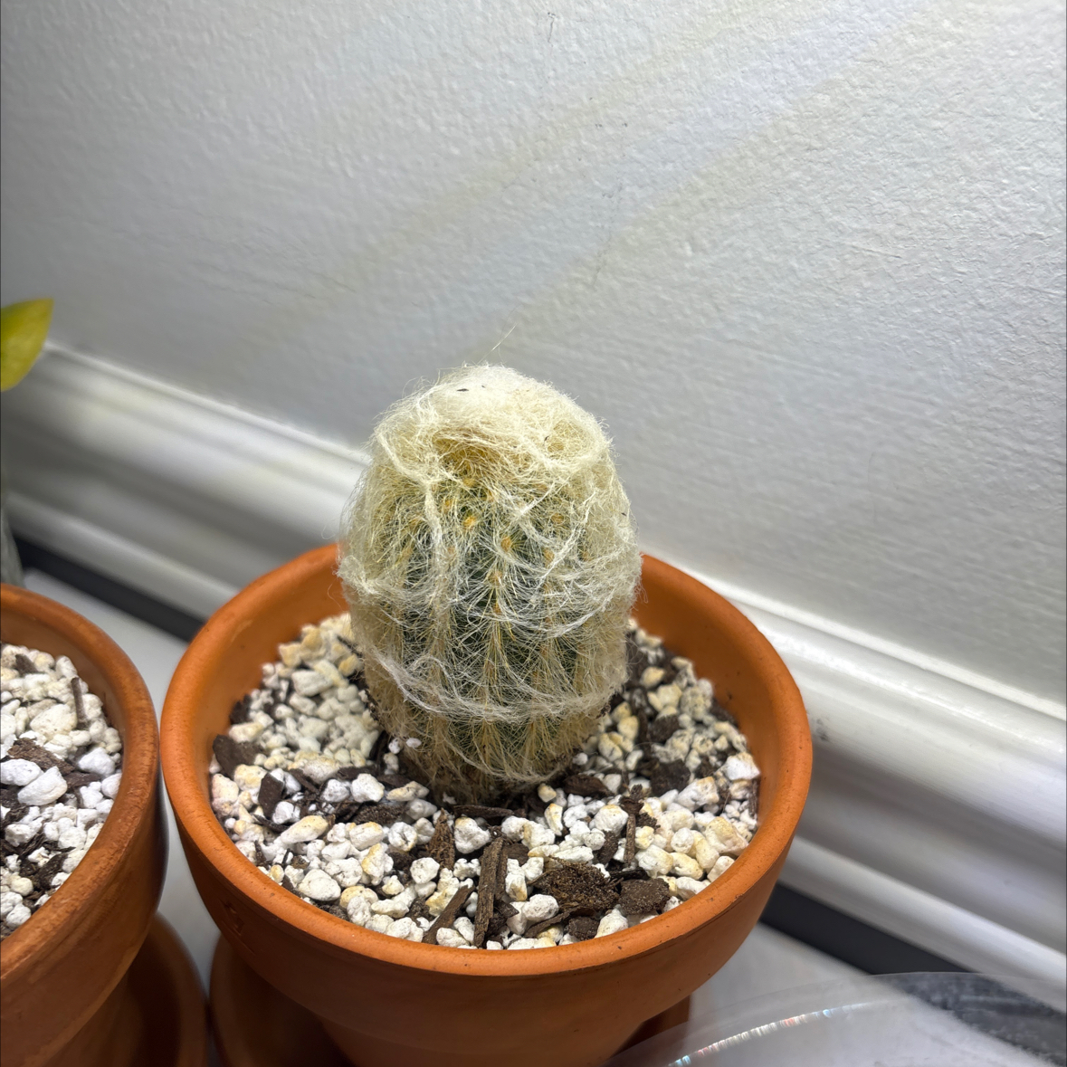 Photo of the plant species Peruvian Old Man Cactus by @WarmSedumogon64 named Herb on Greg, the plant care app