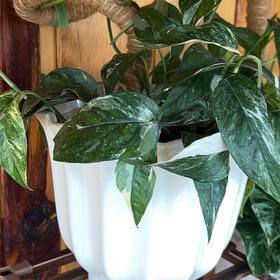 Photo of the plant species Pothos Albo by @TryRyebrome35 named Foxxy on Greg, the plant care app