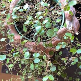 Photo of the plant species Sprawling Wirevine by @GrandWoodfern88 named Wirevine TV on Greg, the plant care app