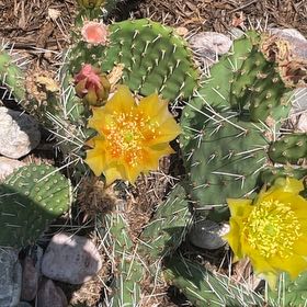 Photo of the plant species Coastal Pricklypear by @AlertBladderpod named Leaf Erickson on Greg, the plant care app