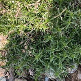 Photo of the plant species Moss Phlox by @AlertBladderpod named Figyonce on Greg, the plant care app