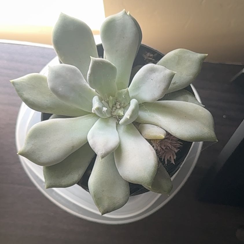 Photo of the plant species Pachyphytum 'Margrit' by @ChicYuzutree35 named EllaFanta on Greg, the plant care app