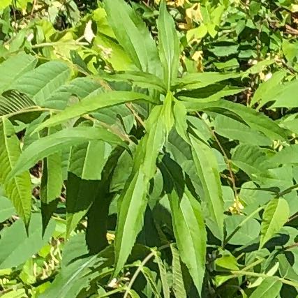 Photo of the plant species Peach Tree by @ManlyJellycup20 named Lavender on Greg, the plant care app