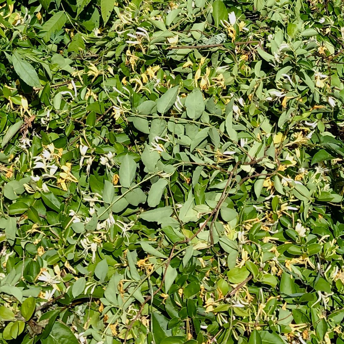 Photo of the plant species Japanese Honeysuckle by @ManlyJellycup20 named Sanders on Greg, the plant care app