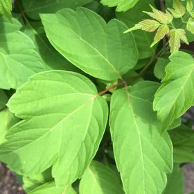 Photo of the plant species California Boxelder Maple by @ManlyJellycup20 named Maya on Greg, the plant care app
