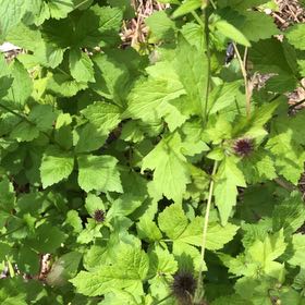 Photo of the plant species Geum Urbanum by @ManlyJellycup20 named Khaleesi on Greg, the plant care app