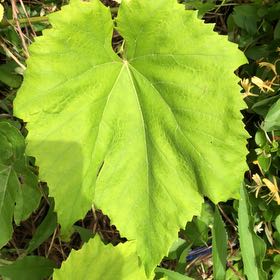 Photo of the plant species Wine Grape by @ManlyJellycup20 named Delilah on Greg, the plant care app